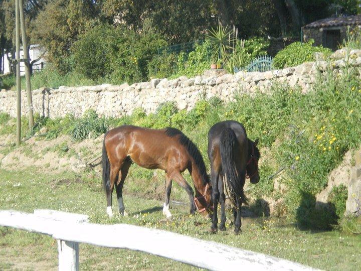 Agriturismo Il Muto Di Gallura Aggius Exterior photo